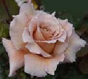 unknow artist Realistic Rose oil painting